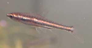 Nannostomus minimus